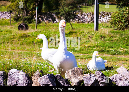 Bianco domestico di oche (Anser anser domesticus o Anser cygnoides) sono addomesticati dal tempo dei Romani Cumbria Regno Unito Foto Stock