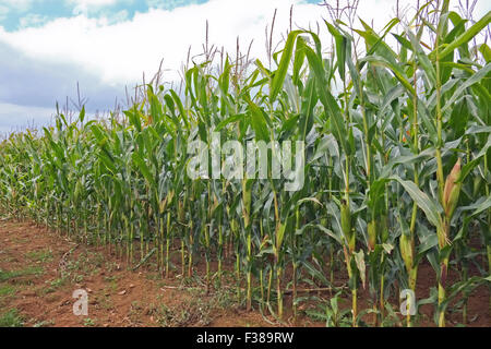 La canna da zucchero piantagione Regno Unito Foto Stock