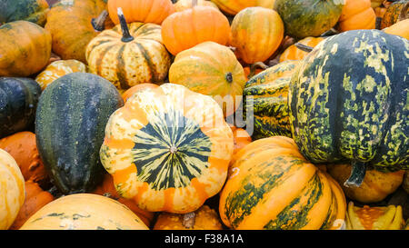 Colorate coloquintidi ornamentali come sfondo, close up Foto Stock