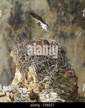 Un adulto osprey provenienti per atterrare sul nido del Grand Canyon area del Parco Nazionale di Yellowstone, Wyoming. Foto Stock