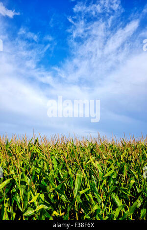 Immagine ravvicinata di alcune nuvole sopra un cornfield Foto Stock