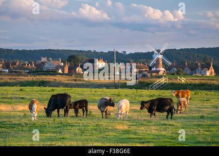 Bovini da carne che pascolano sulla litoranea, floodmarsh Cley accanto al mare, Norfolk, Inghilterra, Agosto Foto Stock