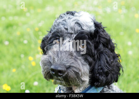 Carino Black & White Cockapoo nel parco con sfondo erboso Foto Stock