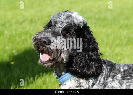 Carino Black & White Cockapoo nel parco con sfondo erboso Foto Stock