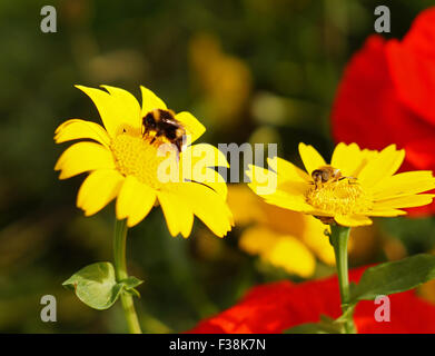 Bumble Bee sul bel giallo fiore selvatico con fiore rosso in background, Verde & Flower sfondo giallo, Daisy, fiore giallo, Euryops Pectinatus Foto Stock