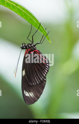 Postino (Heliconius melpomene :) farfalla, tropical Butterfly House Regno Unito Foto Stock