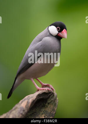 Java sparrow / finch (Lonchura oryzivora) appollaiato sul log Foto Stock