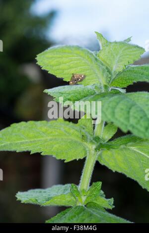 La falena di menta - Pyrausta aurata. La deposizione delle uova su Apple Mint Foto Stock