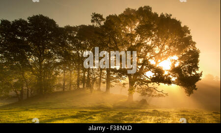 Sun scoppio attraverso gli alberi all'alba, Foto Stock