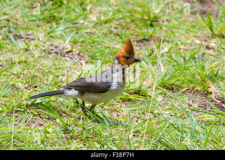 Rosso-crested cardinale (Paroaria coronata) capretti alimentare su pascoli a Maui, Hawaii nel mese di agosto Foto Stock