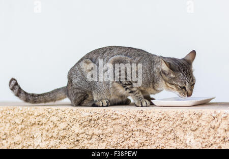 Gatto mangia cibi secchi, Cat cercando Foto Stock