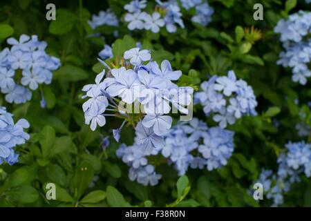 Plumbago auriculata Foto Stock