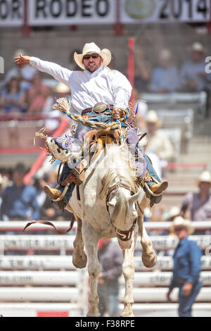 Una sella pilota bronc pende su a strappi bronco allo Cheyenne Frontier Days rodeo di frontiera Arena Parco Luglio 24, 2015 in Cheyenne Wyoming. Giorni di frontiera celebra le tradizioni del cowboy del west con un rodeo, parata e fiera. Foto Stock