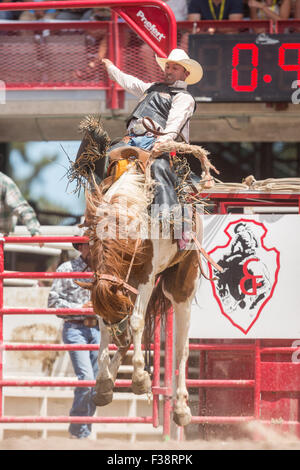 Una sella pilota bronc pende su a strappi bronco allo Cheyenne Frontier Days rodeo di frontiera Arena Parco Luglio 24, 2015 in Cheyenne Wyoming. Giorni di frontiera celebra le tradizioni del cowboy del west con un rodeo, parata e fiera. Foto Stock