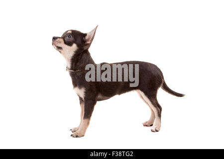 Studio shot di un cucciolo di Chihuahua isolate su sfondo bianco Foto Stock