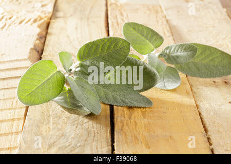 Salvia fresca Foto Stock