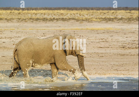 Bush africano Elefante africano (Loxodonta africana), Bull divertirsi a waterhole, aspetto biancastro a causa della calcite sbiancato suoli Foto Stock