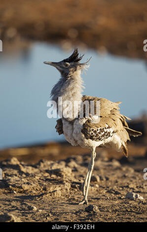 Kori bustard (Ardeotis kori), visualizzando maschio stesso vicino al fiume, il Parco Nazionale di Etosha, Namibia Foto Stock