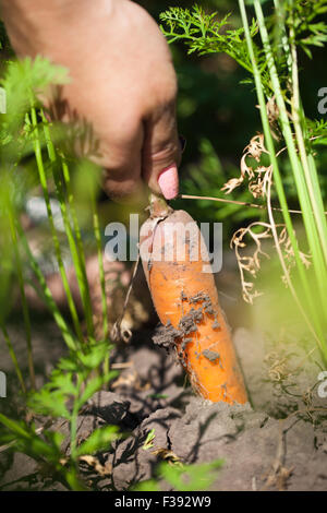 La donna tira le carote organici da giardino Foto Stock