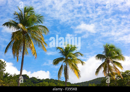 Tre alte palme da cocco contro un nuvoloso cielo blu. Foto Stock