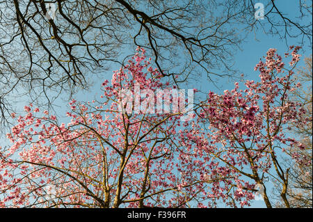 Il Royal Botanic Gardens, Kew, Londra, UK (Kew Gardens). Magnolia campbellii o rosa tulip tree in primavera Foto Stock