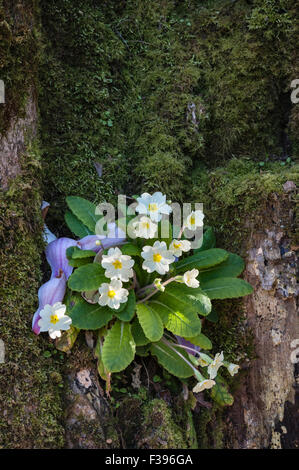 Caerhays Castle e giardini, Saint Austell, Cornwall, Regno Unito. Primule e caduti petali di magnolia su un vecchio albero Foto Stock