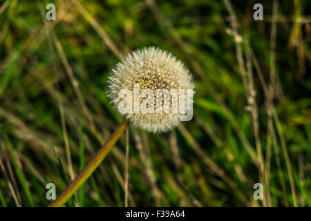 Seme di tarassaco testa in un campo di graminacee, Taraxacum è un genere di grandi dimensioni di piante in fiore nella famiglia Asteraceae Foto Stock