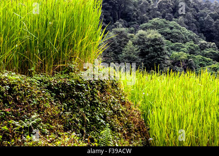 Campi di riso verde, Sikkim, India. Foto Stock