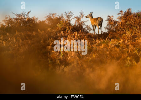 Red Deer hind in piedi in bracken autunnali di sunrise Foto Stock