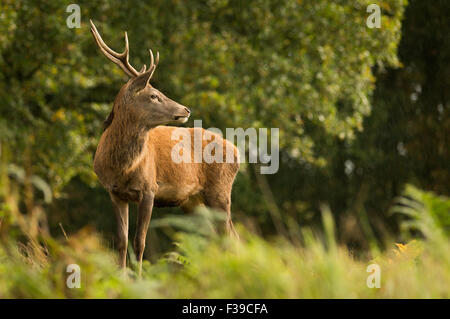 Unico Red Deer stag in piedi nella pioggia tra alberi Foto Stock