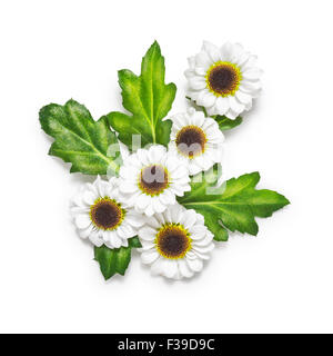 Fiori d'autunno. Crisantemo di piccole dimensioni con foglie disposizione isolata su sfondo bianco. Percorso di clipping incluso Foto Stock