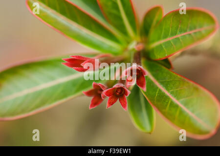 Rosa del Deserto è un fiore che cresce facilmente ed è resistente alla siccità. Foto Stock