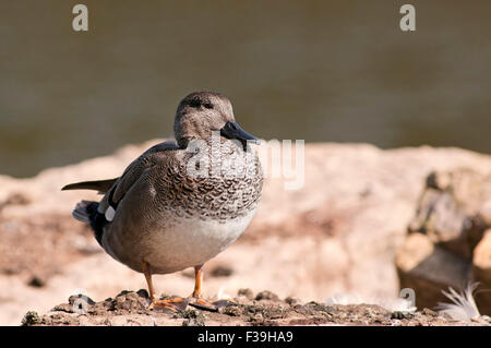 Canapiglia Mareca strepera, orizzontale ritratto di un adulto in appoggio accanto a un lago. Foto Stock