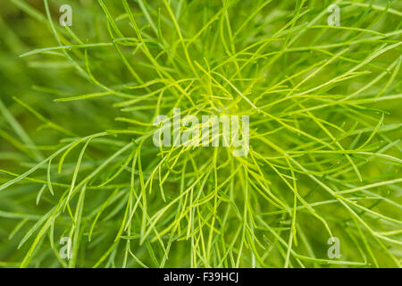 Impianto di asparagi con foglie Foto Stock