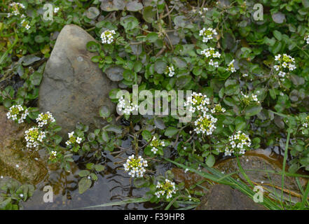 Acqua-cress - Rorippa nasturtium aquaticum di massa di piante in stream Foto Stock