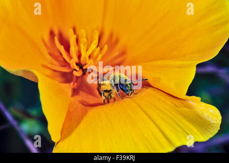 Bee impollinatori un messicano di papavero, Arizona, Stati Uniti d'America Foto Stock