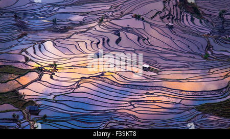 Vista aerea di campi di riso terrazzati, Yuanyang, Cina Foto Stock