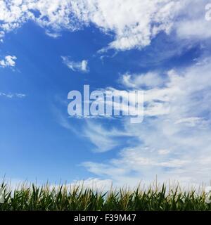 Minimalista campo di mais e wispy nuvoloso cielo blu Foto Stock