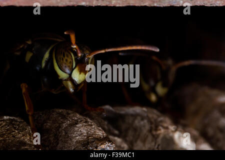 Carta guardie Wasp Nest con ruggine in background Foto Stock