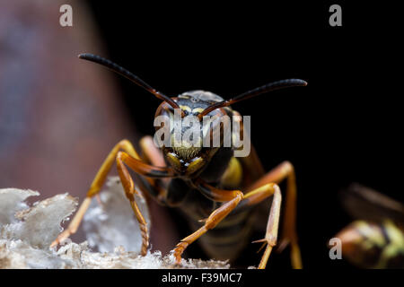 Carta guardie Wasp Nest con ruggine in background Foto Stock