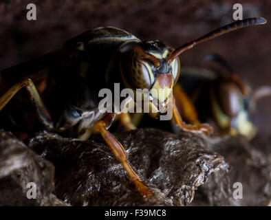 Carta guardie Wasp Nest con ruggine in background Foto Stock