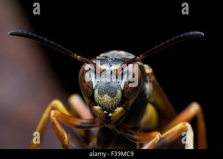 Carta guardie Wasp Nest con ruggine in background Foto Stock