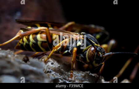 Carta guardie Wasp Nest con ruggine in background Foto Stock