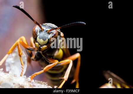 Carta guardie Wasp Nest con ruggine in background Foto Stock
