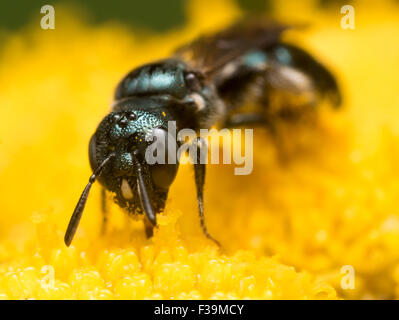 Verde scuro sudore bee (Lasioglossum dialictus) estrae il polline di un fiore giallo Foto Stock