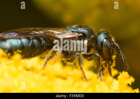 Verde scuro sudore bee (Lasioglossum dialictus) estrae il polline di un fiore giallo Foto Stock
