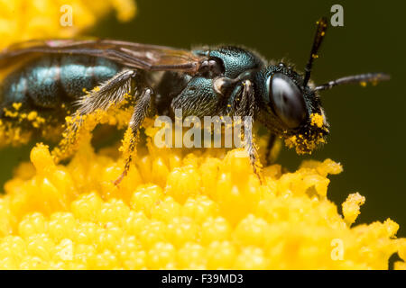 Verde scuro sudore bee (Lasioglossum dialictus) estrae il polline di un fiore giallo Foto Stock