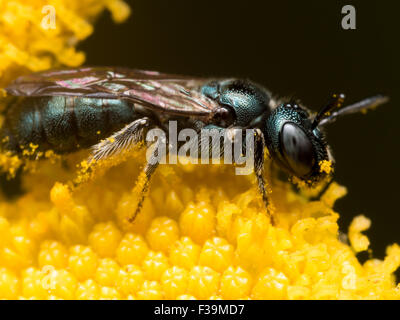 Verde scuro sudore bee (Lasioglossum dialictus) estrae il polline di un fiore giallo Foto Stock