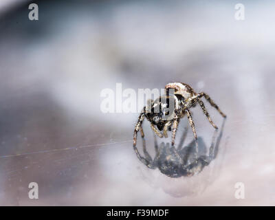 Piccolo in bianco e nero audace jumping spider guarda alla riflessione in vetro Foto Stock
