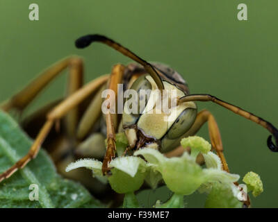 Wasp con Green Spotted occhi estrae il polline di verde fiore. Mostra antenna con sfondo verde. Foto Stock